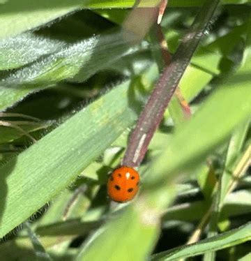 Wheat Aphids | Extension Entomology