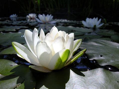 Lotus Flower Wallpapers - Wallpaper Cave