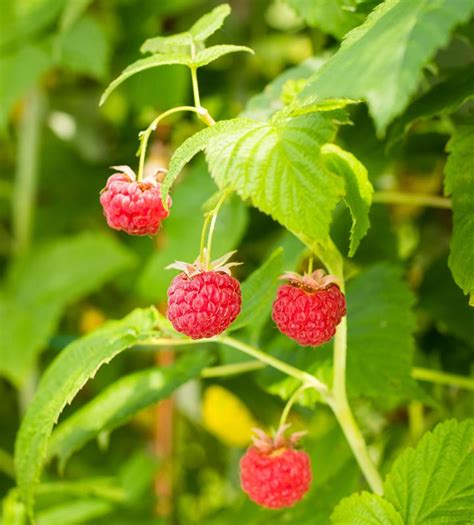 Rubus idaeus 'Nova' (Summer Bearing Raspberry)