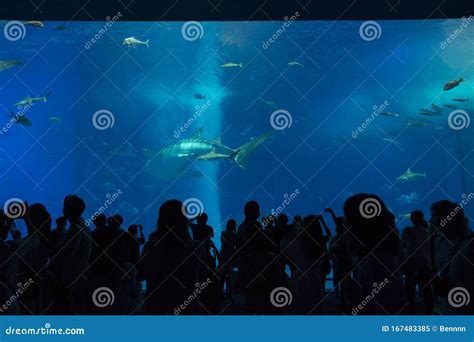 Tourists Watch the Behavior of a Large Whale Shark Inside Okinawa Churaumi Aquarium Editorial ...