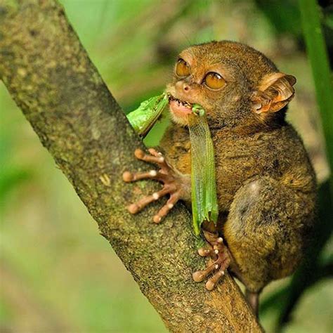 Philippine Tarsier Habitat