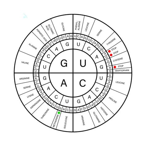 Use The Codon Wheel To Translate Each Of The Mrna Codons Shown In The | The Best Porn Website