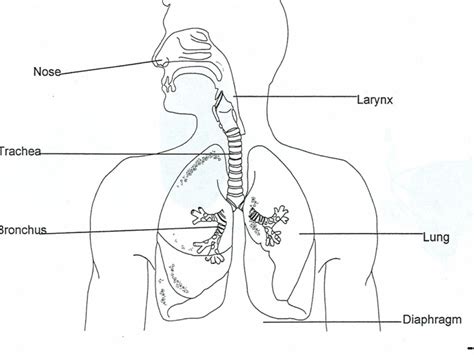 Respiratory system | Science, Biology, Genetics | ShowMe