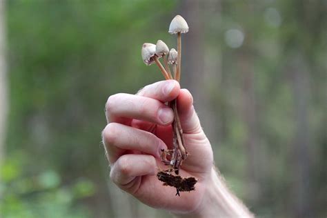 Growing Magic Mushrooms: 5 Simple Tips For A Great Crop - Mushroom Geeks