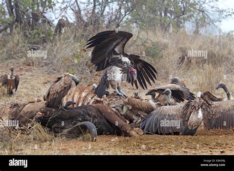 Vultures Eating Carcass High Resolution Stock Photography and Images - Alamy