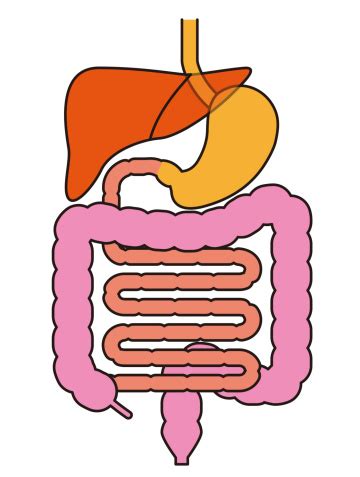 Clipart Digestive System - ClipArt Best