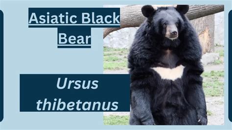 Asiatic Black Bear Animal Facts