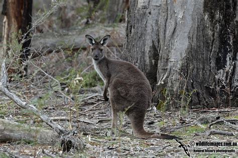 Western Grey Kangaroo 6884.jpg photo - Wildlife Images photos at pbase.com