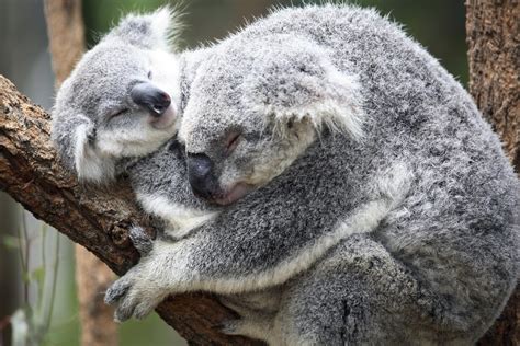 Koala hugs her baby. : r/koalas