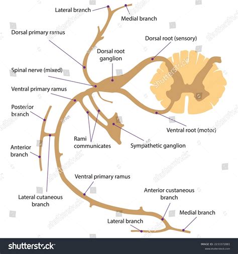 641 Nerve Ganglion Images, Stock Photos & Vectors | Shutterstock