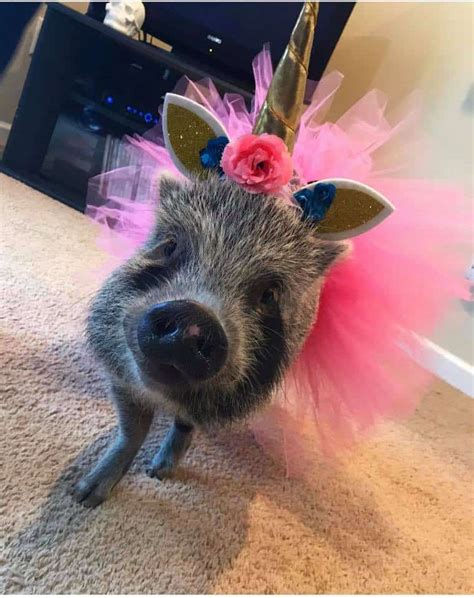 Cutest Mini Pig Halloween Costumes Roundup!