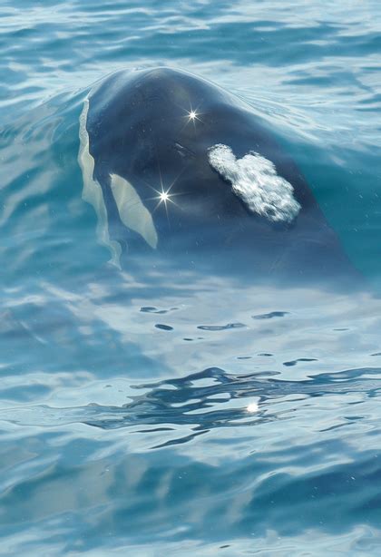 just keep swimming | Orca whales, Ocean creatures, Ocean animals