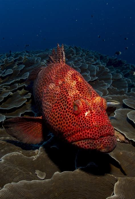 A picture of a red grouper fish | Under the sea pictures, Sea animals, Ocean life