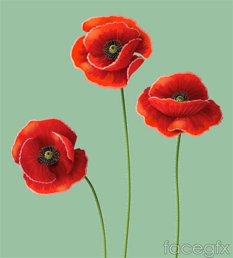 Beautiful poppy background vector | Poppy flower drawing, Flower painting, Flower drawing