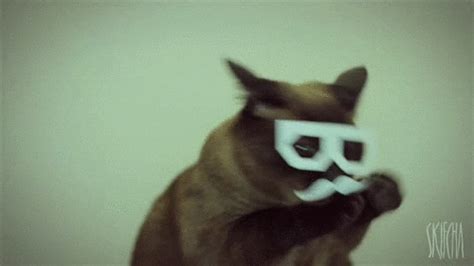 Dubstep Cat GIFs - Find & Share on GIPHY