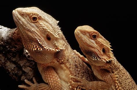 Pogona: hábitos, características e curiosidades deste pet | Guia Animal