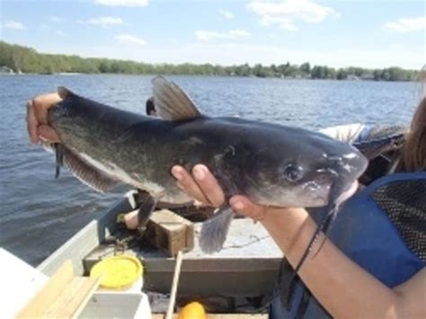 DEEP: CT River Fishing Should be Good for Labor Day Weekend ...