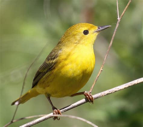 Yellow Warbler - Birds and Blooms