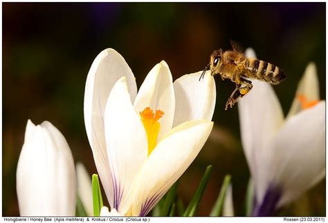 Bee-Photos - Digital-Nature-Photography - Photo Bee images image Pics