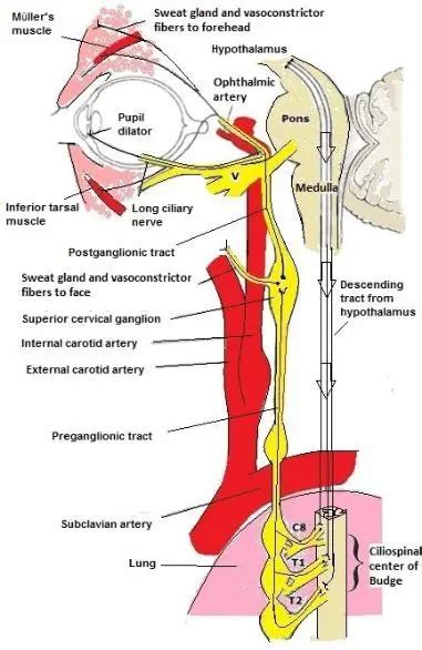 Horner Syndrome Anatomy