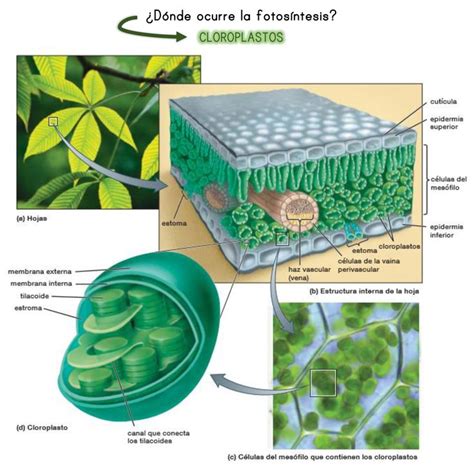 Fotosíntesis. en 2021 | Fotosintesis, Biología, Anabolismo