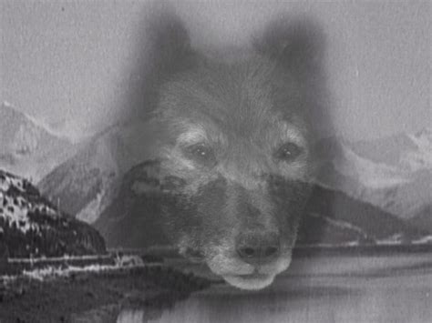 In 1925, a sled dog named Balto helped carry life-saving medicine ...