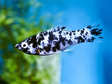 14 Most Popular Types of Molly Fish | Fishkeeping World