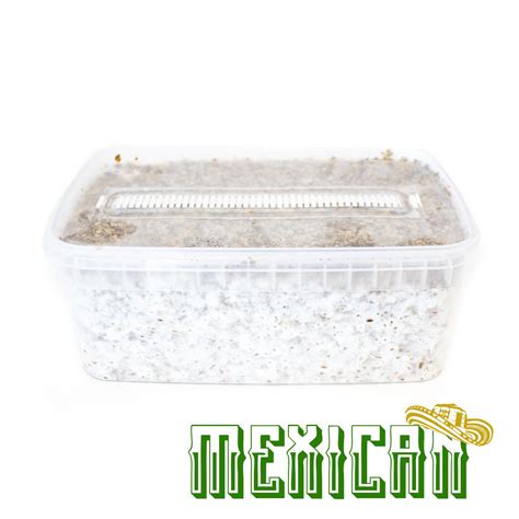 Psilocybe Cubensis Mexican - Magic Mushroom Grow Kit - Mushroom Grow kits - NLNaturals