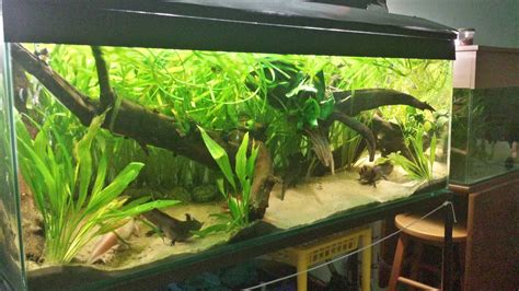 Axolotl Riverbank Tank : r/PlantedTank