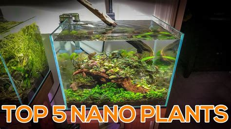 TOP 5 NANO AQUARIUM PLANTS - YouTube