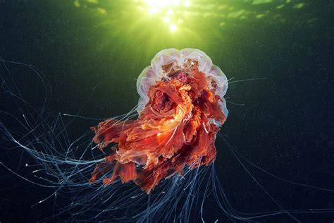 Cyanea capillata | Lion's mane jellyfish, Underwater world, Jellyfish photo