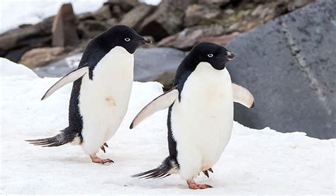 Pygoscelis adeliae / Adelie Penguin / アデリーペンギン