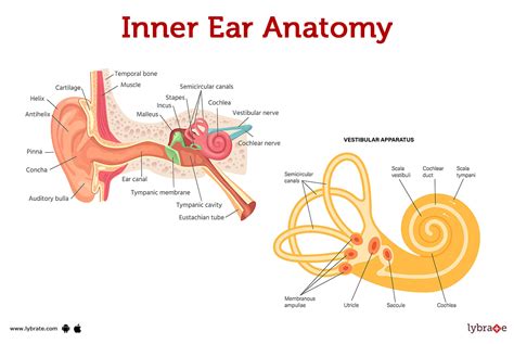 Inner ear (Human Anatomy): Image, Functions, Diseases and Treatments