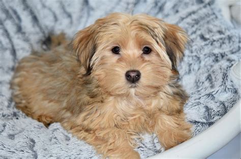 Havanese Terrier Mix Anything Terrier