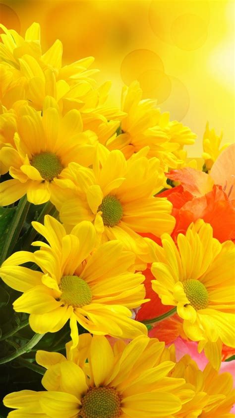 Yellow Flower HD Wallpapers - Wallpaper Cave