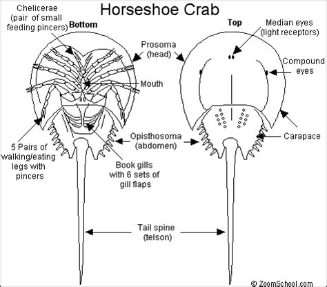 Horseshoe Crab Printout - EnchantedLearning.com