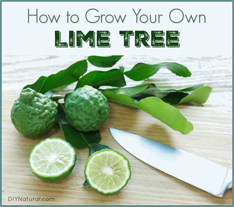 Kaffir Lime Leaves: How to Grow and Use Your Lime Tree