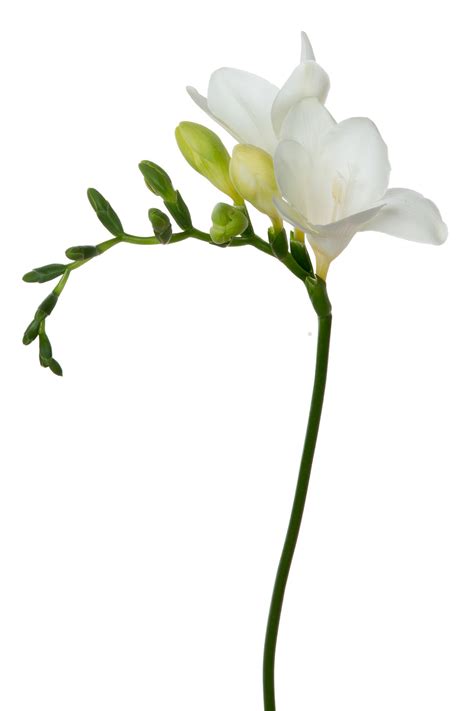 Freesia, White - Jacksonville Flower Market