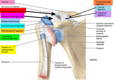 Separated Shoulder - Causes, Symptoms, Exercises, Treatment