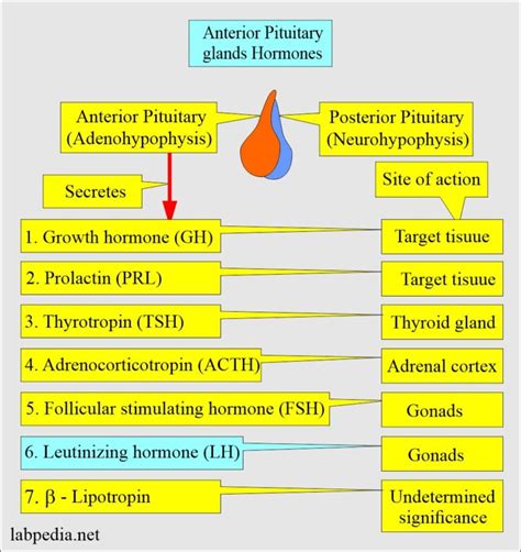 Luteinizing Hormone (LH), Lutropin - Labpedia.net