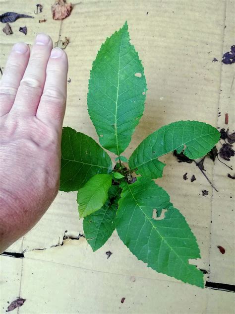 Pecan Seedling - General Fruit Growing - Growing Fruit