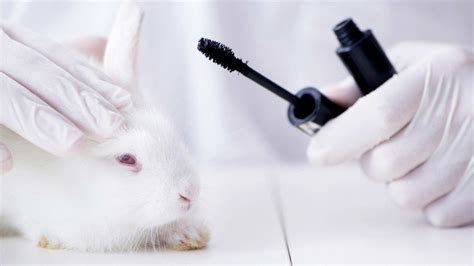 Petition · Stop Cosmetic Animal Testing! · Change.org