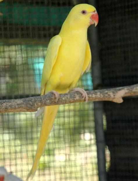 Lutino Indian Ringneck Parakeet | Gold Crest Aviary, Inc.;