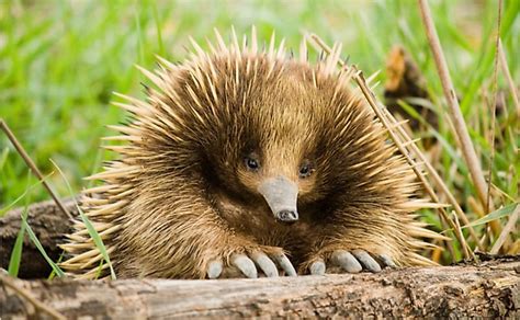 The Four Species Of Echidnas Living Today - WorldAtlas.com