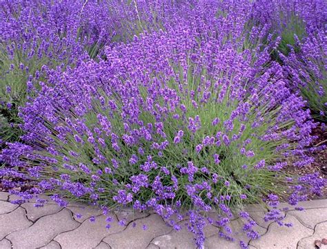 Low Growing Lavender - Lavender Plant