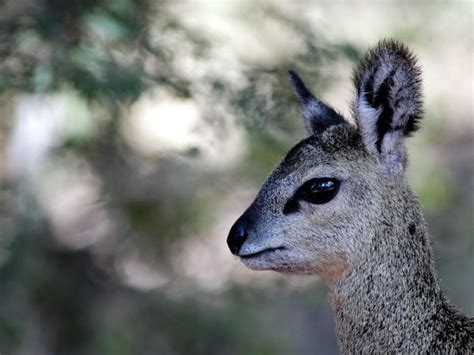 Klipspringers: “Rock Jumpers” Will Jump Into Your Heart - Baby Animal Zoo