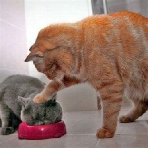 The cat bully | Animals | Pinterest