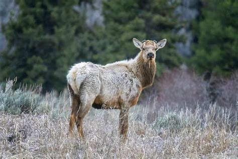 Bull Elk with New Antlers Coming In Photograph by Belinda Greb - Fine ...