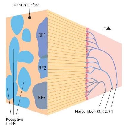 3: Dentinal and pulpal pain | Pocket Dentistry