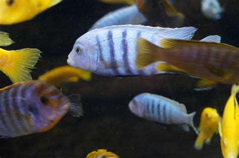 The extraordinary fish of Lake Malawi - Blue Planet Aquarium